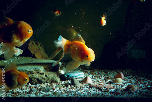 Aquarium aquatic background beautiful beauty color colorful fish fresh freshwater gold goldfish green leaf natural nature orange red tropical water wildlife goldfish