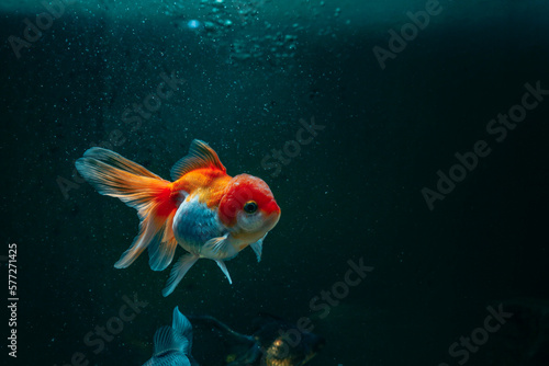 Aquarium aquatic background beautiful beauty color colorful fish fresh freshwater gold goldfish green leaf natural nature orange red tropical water wildlife goldfish