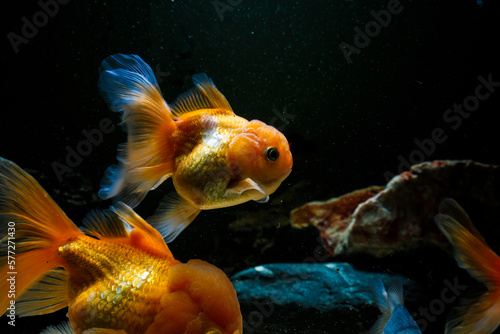 Aquarium aquatic background beautiful beauty color colorful fish fresh freshwater gold goldfish green leaf natural nature orange red tropical water wildlife goldfish