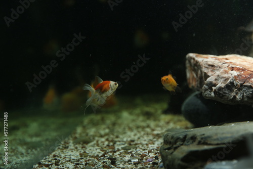 Aquarium aquatic background beautiful beauty color colorful fish fresh freshwater gold goldfish green leaf natural nature orange red tropical water wildlife goldfish
