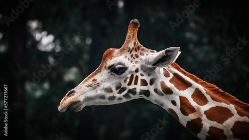 Photography THE GIRAFFE IN THE ZOO