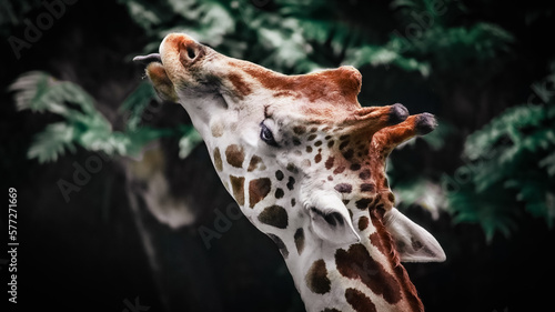 Canvas Print THE GIRAFFE IN THE ZOO