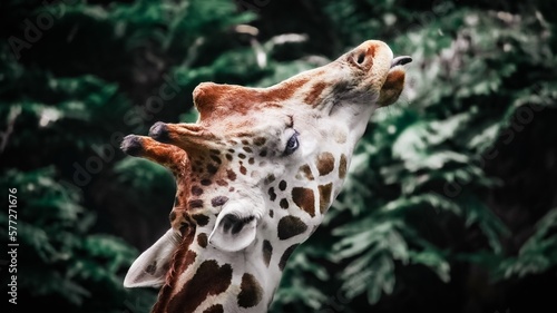 Photography THE GIRAFFE IN THE ZOO