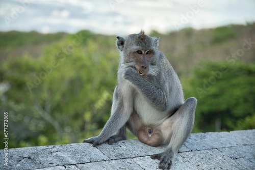 Full body close up of an adult cynomolgus monkey sitting on a stone wall  diffuse trees and sky in the background.
