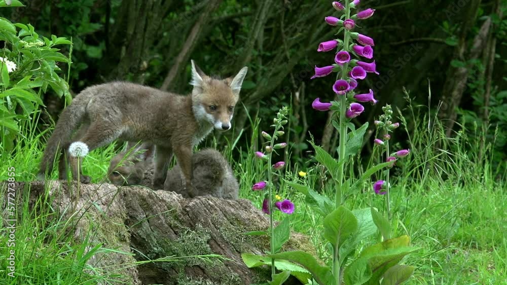 Red Fox, vulpes vulpes, Cub standing in Den Entrance, Normandy in France, Real Time Red Fox, vulpes vulpes, Cub standing in Den Entrance, Normandy in France, Real Time