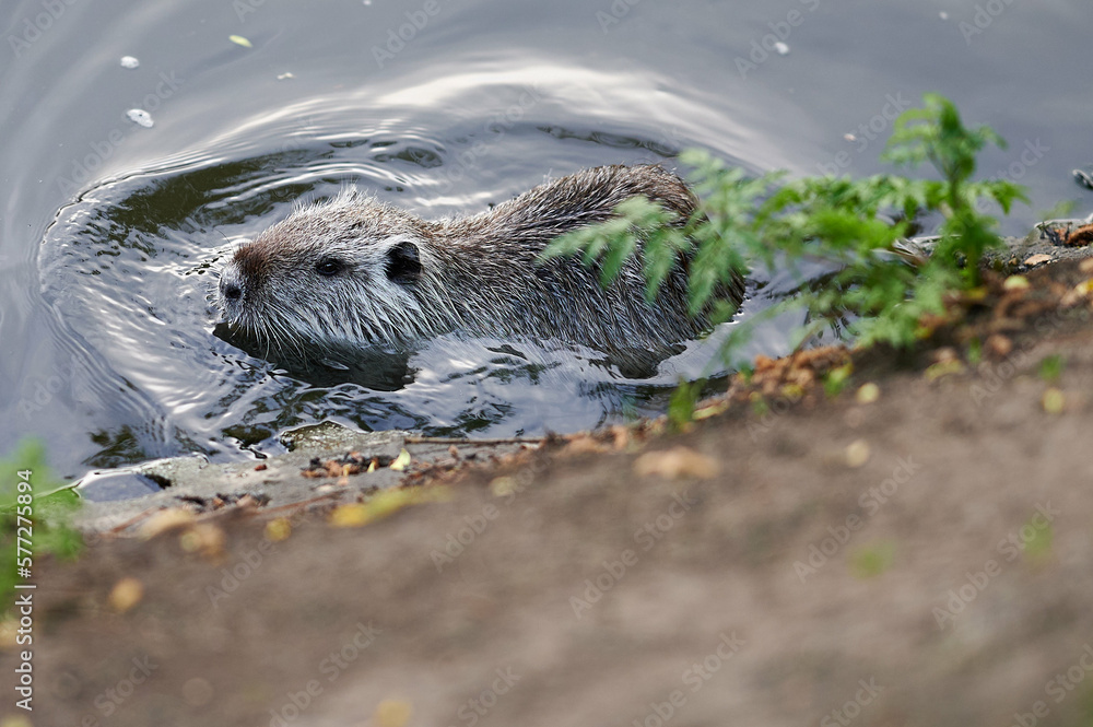 american nutria in its aquatic environment