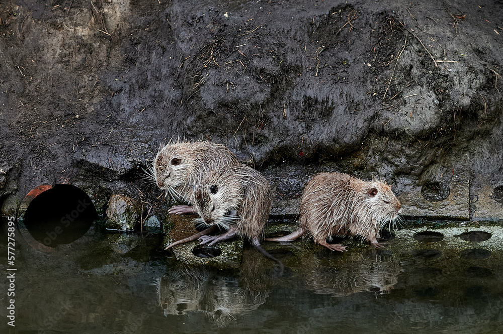 american nutria in its aquatic environment