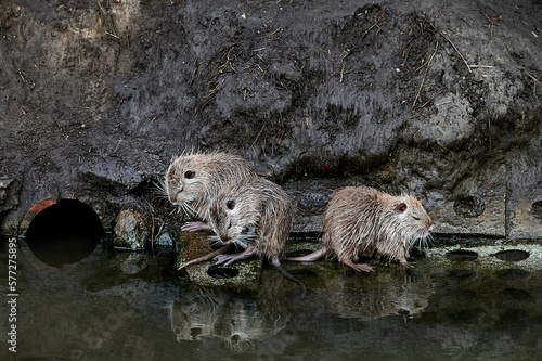 american nutria in its aquatic environment