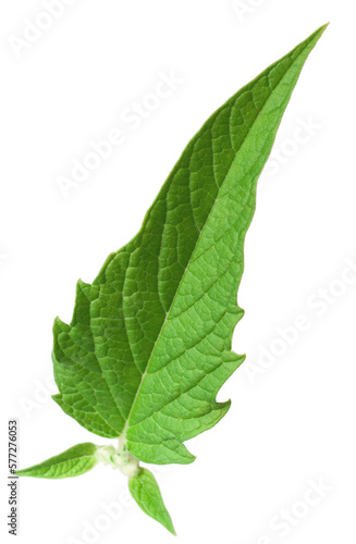 Fresh sesame leaves isolated on the white background.