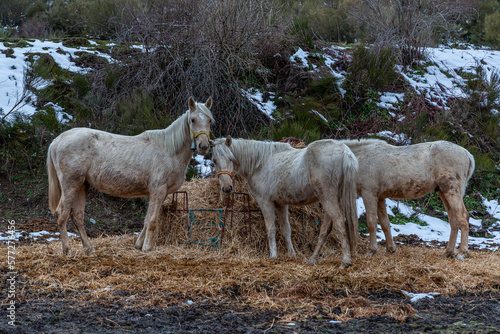 Light colored horses eating dry straw in winter.