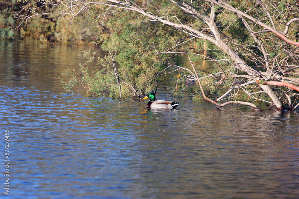 Murtoli chasse au canard Murtoli chasse au canard