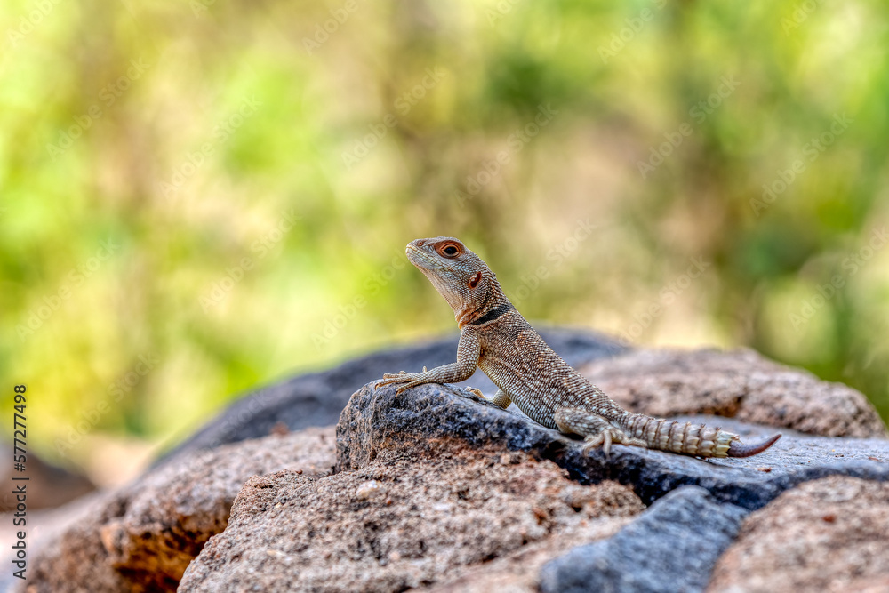 Cuvier's Madagascar swift (Oplurus cuvieri), knows as Madagascan collared iguana or iguanid lizard. Endemic species of lizard in the family Opluridae. Miandrivazo, Menabe Madagascar wildlife animal Cuvier's Madagascar swift (Oplurus cuvieri), knows as Madagascan collared iguana or iguanid lizard. Endemic species of lizard in the family Opluridae. Miandrivazo, Menabe Madagascar wildlife animal