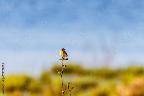 Springtime with a Whinchat bird at a tree top