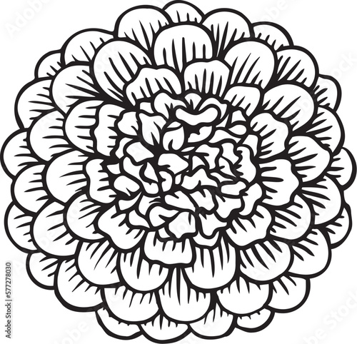Hand drawn marigold flower meaning positive emotions and energy. Vector illustration.