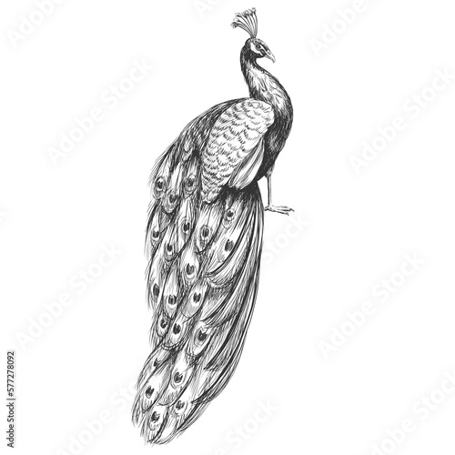 Peacock vintage vector sketch illustration. Pen and ink monochrome drawing.