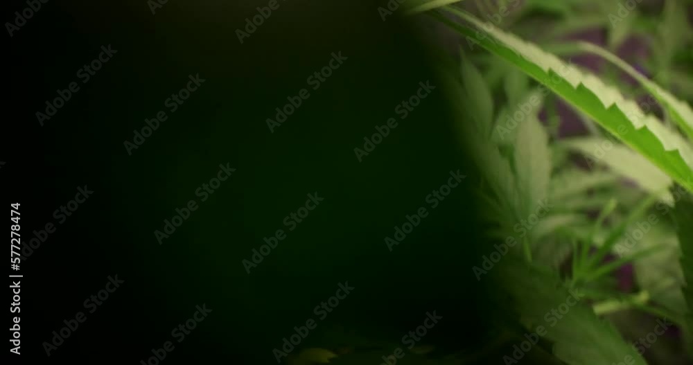 Cannabis marijuana plants in a science laboratory for making medicines and herbal products Cannabis marijuana plants in a science laboratory for making medicines and herbal products