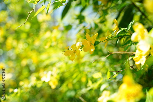 山吹の花、山吹、黄色、花、菜の花、桜、日本、春、植物、野外、公園、景色、フレーム、背景、緑、自然、風、花びら、枝、黒、覗く、空、影、一面、日本、風景、ナチュラル、3月、4月、ピンク、黄緑、