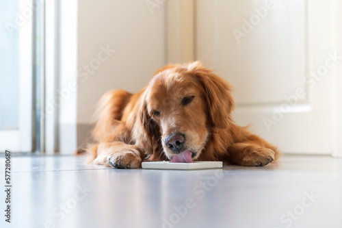 Golden retriever lying on the floor and eating