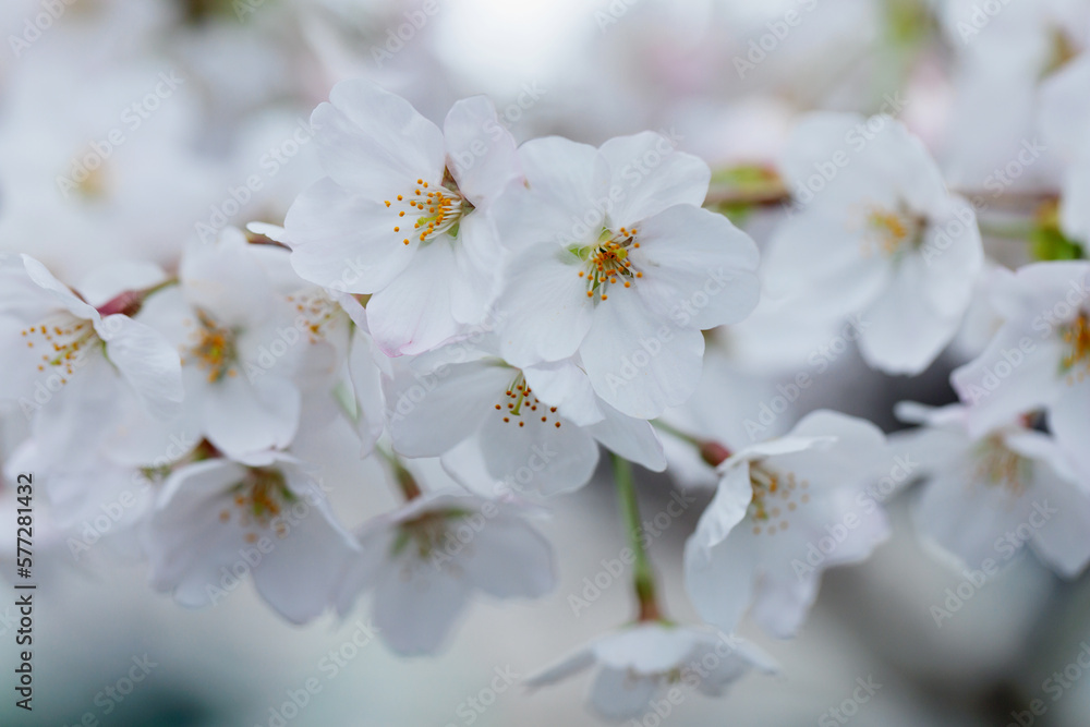 サクラの花