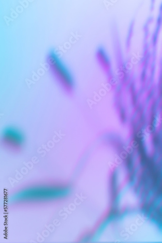 Abstract flowers and grass shadows on holographic purple pink wall texture. Abstract trendy colored nature light concept background. Copy space for text overlay, poster mockup, flat lay, top view