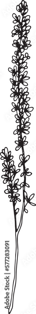 Linear wildflower drawing. Hand drawn illustration. This art is perfect for invitation cards, spring and summer decor, greeting cards, posters, scrapbooking, print, etc. Linear wildflower drawing. Hand drawn illustration. This art is perfect for invitation cards, spring and summer decor, greeting cards, posters, scrapbooking, print, etc.
