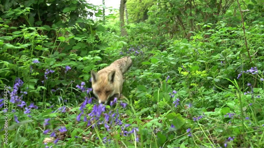 Red Fox, vulpes vulpes, Adult Female Walking and Running Among the Flowers in the Forest, Normandy in France, Real Time