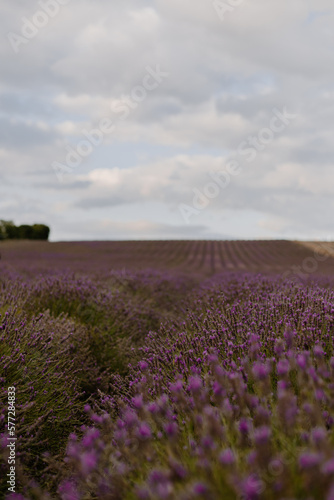 Close up on lavender plants in an English lavender field