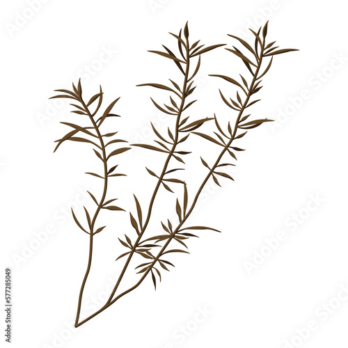 Vector illustration of hijiki seaweed. It is a brown seaweed used in Japanese cuisine.
