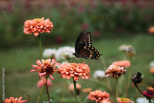 Butterfly sitting on zinnia in flower field