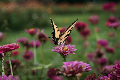 Yellow swallowtail butterfly pollinating zinnias in flower field