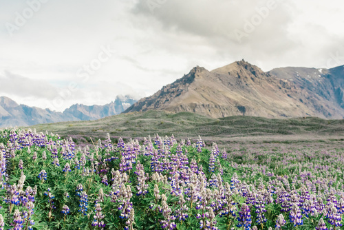 Purple Lupine Wildflowers and Mountains