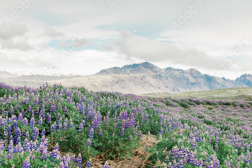 Sights of Iceland Roadtrip : Purple Wildflowers