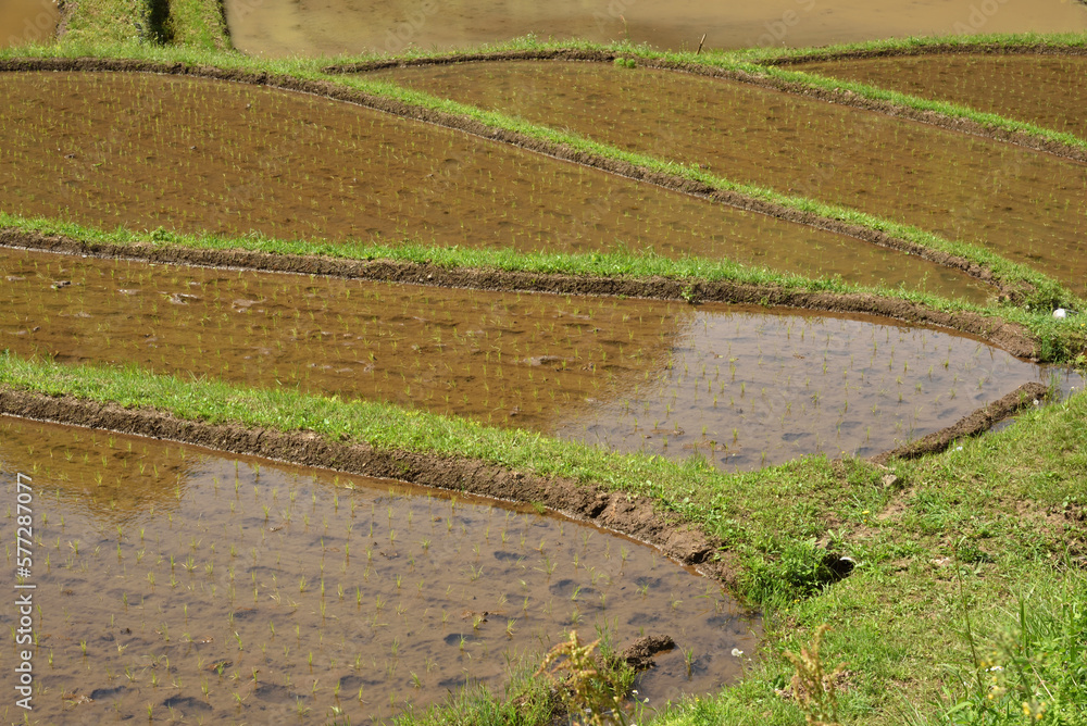 Terraced rice fields covered with water Terraced rice fields covered with water