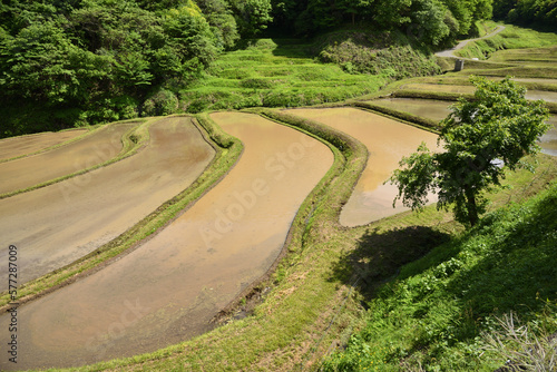Terraced rice fields covered with water