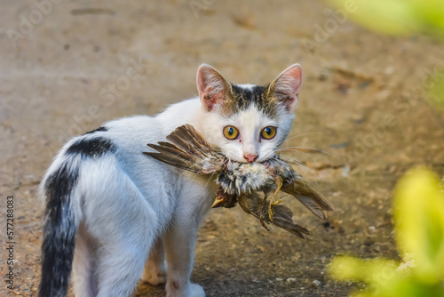 Cat with a bird in a teeth. Kitten and a sparrow. Pet kills birds and eats them