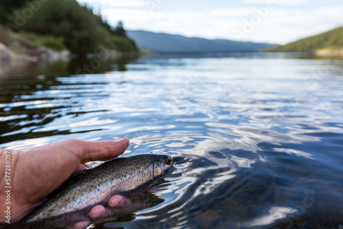 fisherman's hand close up releasing a rainbow trout in the river