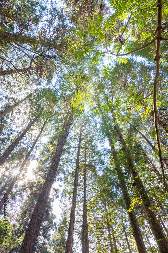 Fototapeta premium ヒノキの林