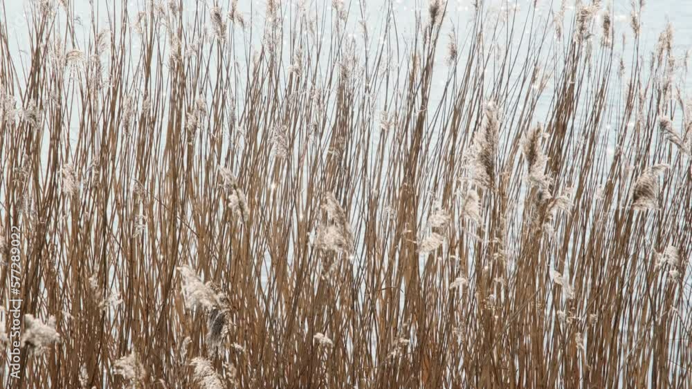 Swaying red brown reeds with plumes in front of glittering sunlit water on a sunny day in early spring. Swaying red brown reeds with plumes in front of glittering sunlit water on a sunny day in early spring.