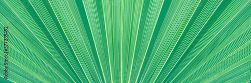 Abstract palm leaf line toned banner. Natural stripe of tropical palm leaf texture for background.Close up