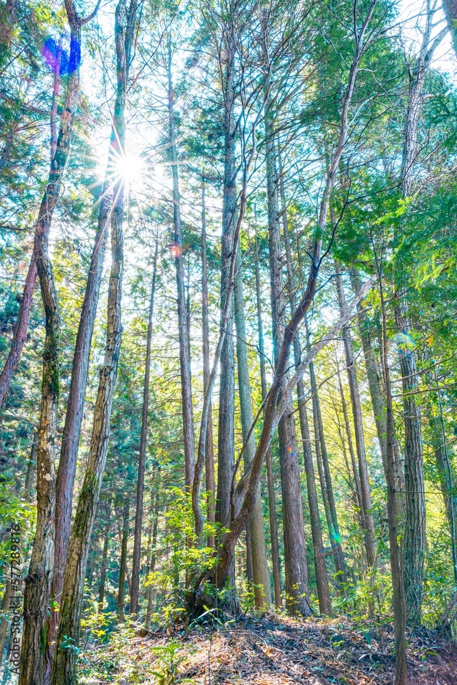 Obraz premium ヒノキの林