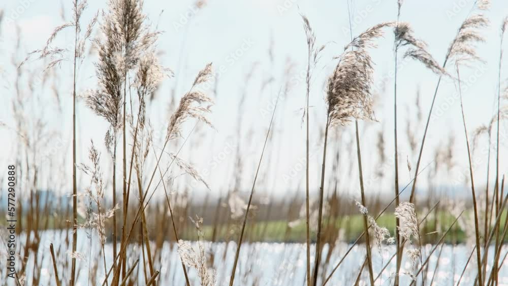 Swaying red brown reeds with plumes in front of glittering sunlit water on a sunny day in early spring. Swaying red brown reeds with plumes in front of glittering sunlit water on a sunny day in early spring.