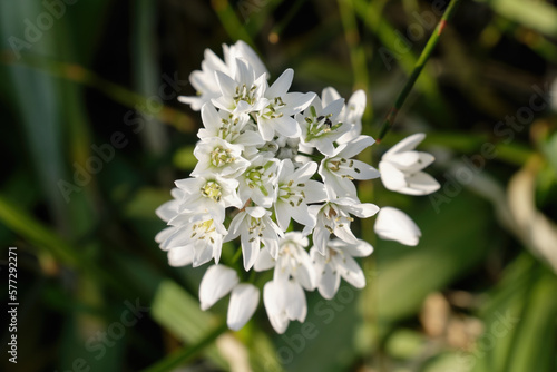 Close Up Shot Of Allium Neapolitanum (Neapolitan garlic)
