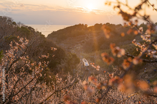 夕暮れの梅林と電車 / Plum grove and train at dusk