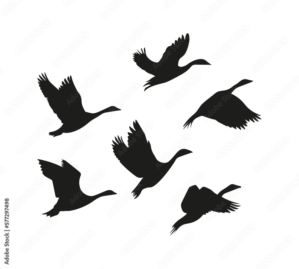 Obraz premium Flock of birds silhouette, vector design