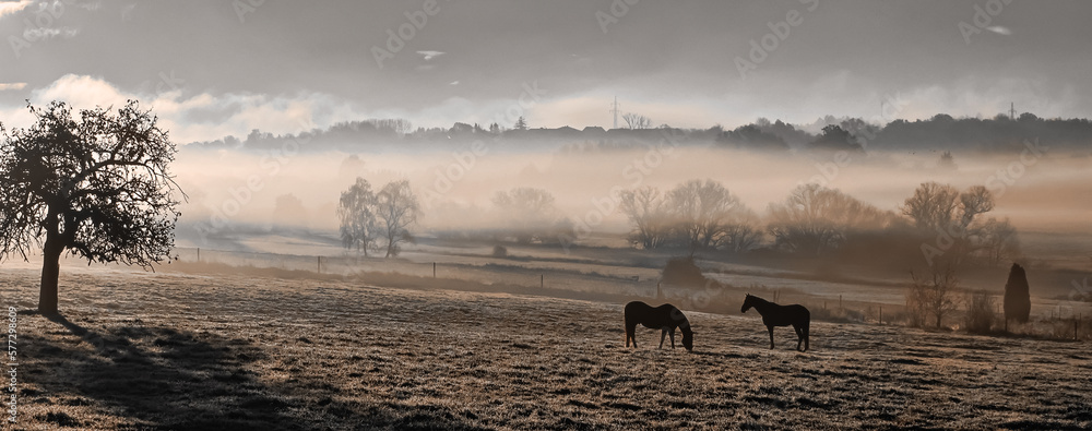 Obraz premium Dawn with fog over a valley, a tree and two horses in the foreground, cool editing..