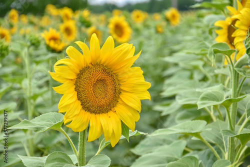 Sunflower  Field of blooming sunflowers