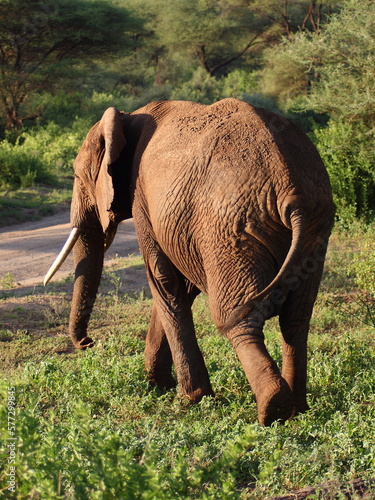 Africa - Tanzania - Wild Elephant