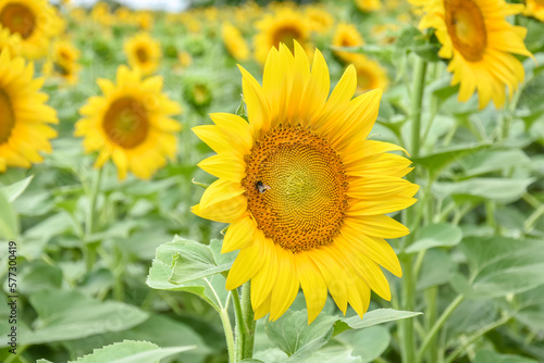 Sunflower  Field of blooming sunflowers