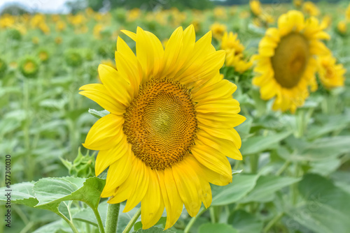 Sunflower, Field of blooming sunflowers © Ivan
