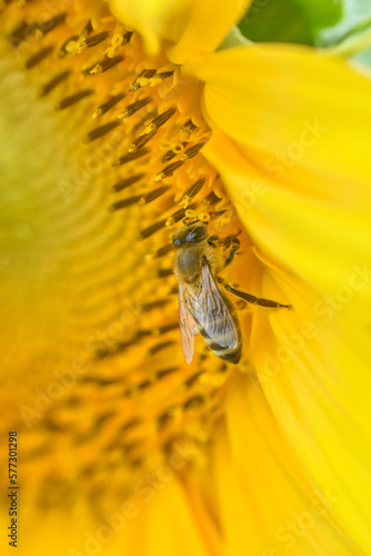 Honey bee sits on a sunflower. Honey Bee pollinating sunflower. A bee collects nectar from flowers